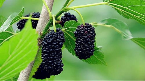 春季降火的水果和食物,养生春季上火记得吃这些水果