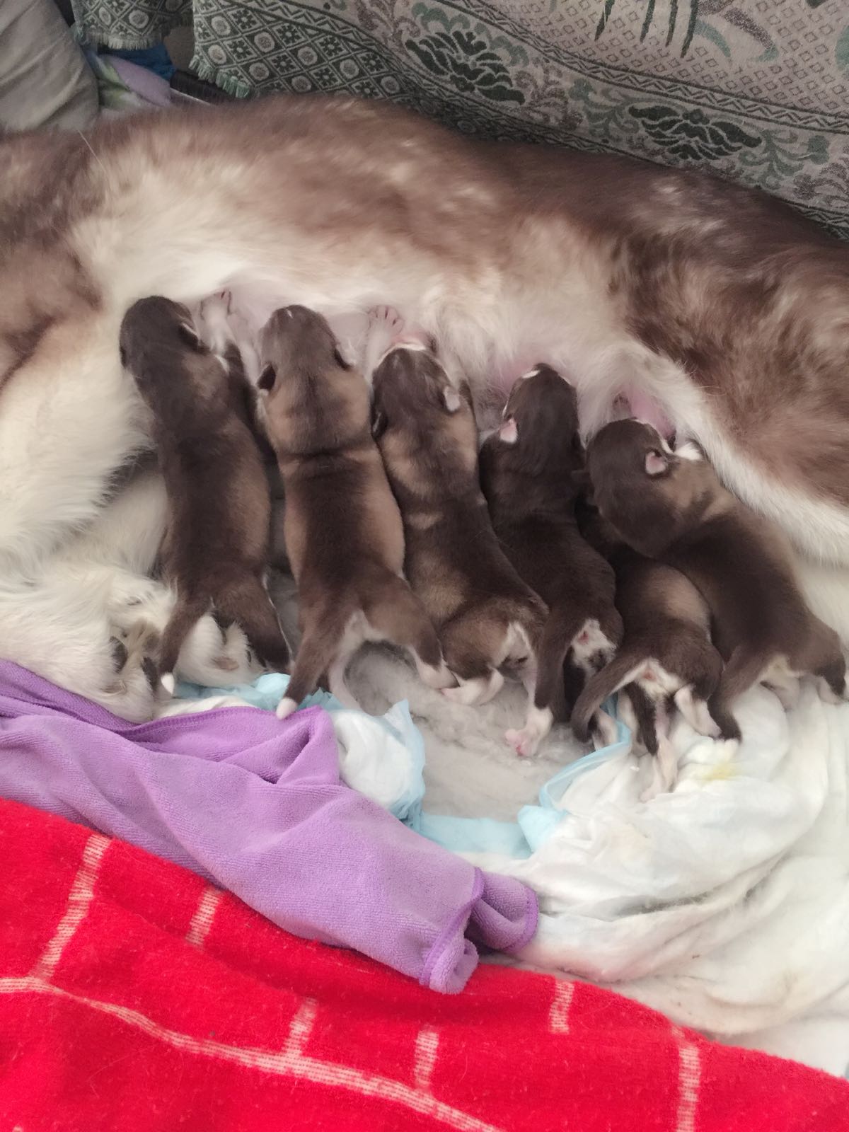 阿拉斯加临产,阿拉斯加拖主人4小时