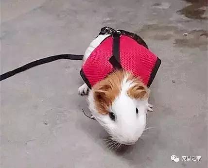 荷兰猪外出郊游，操心的事太多，其实只要做到这几点就可以了