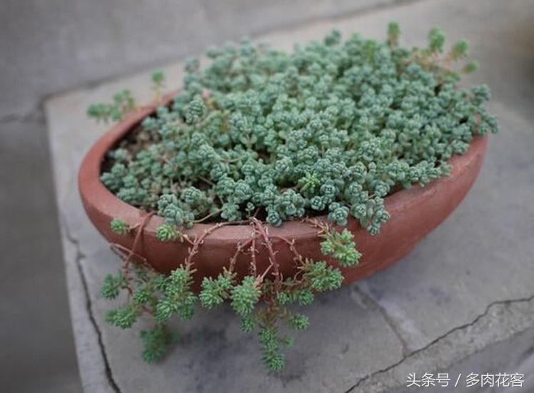 姬星美人用浅盆还是深盆,多肉植物旋叶姬星美人怎么养护