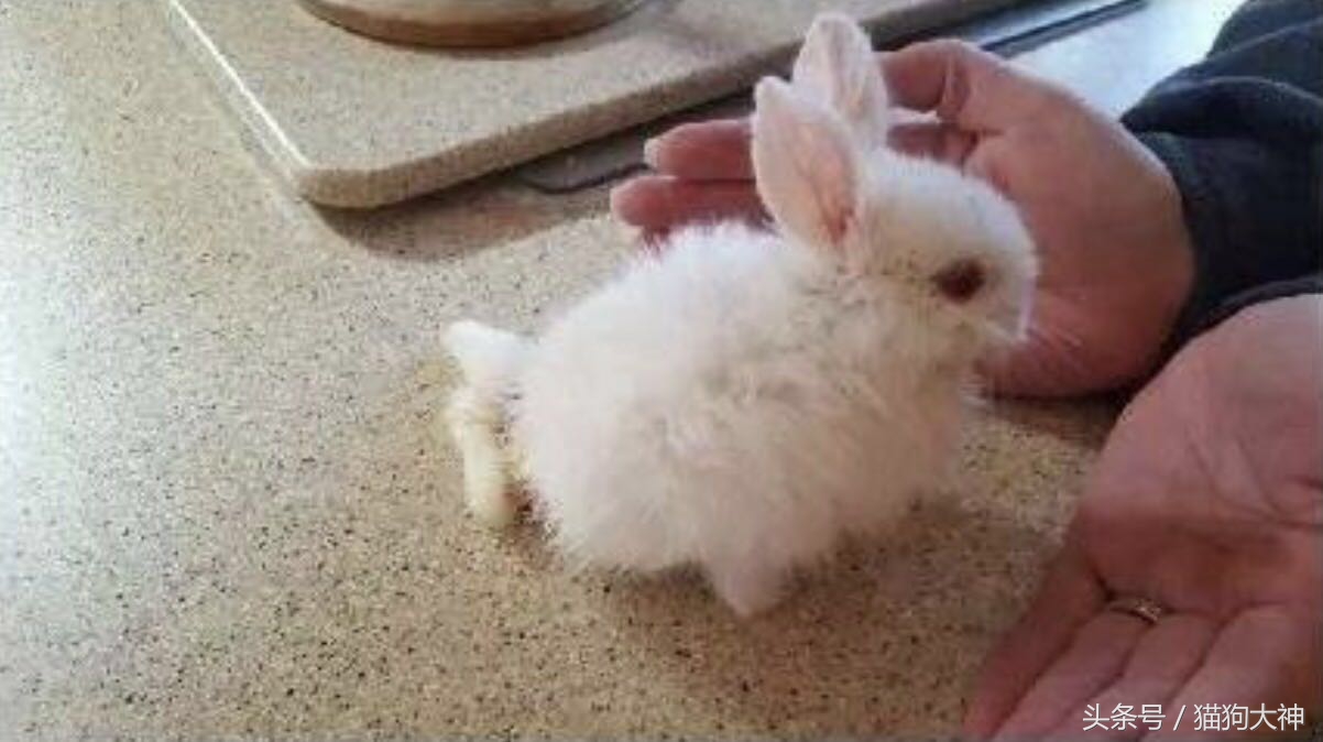 兔子宝宝被主人打哭而且还被打伤,兔宝宝被大兔子攻击
