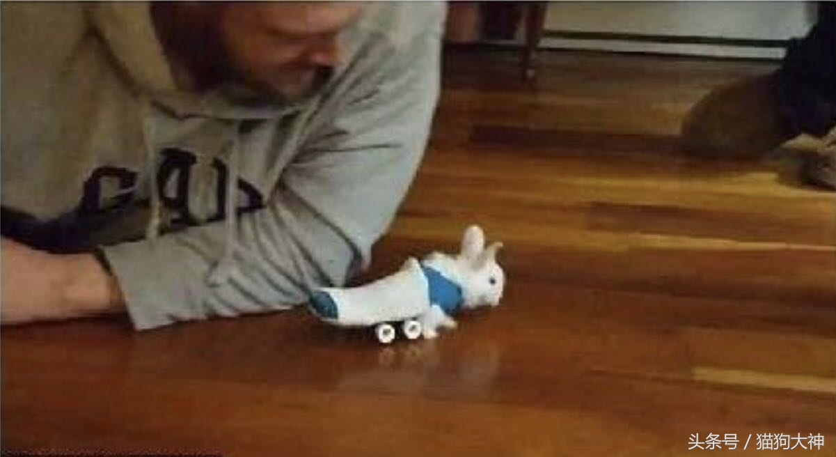 兔子宝宝被主人打哭而且还被打伤,兔宝宝被大兔子攻击