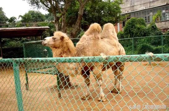 原生态无污染绿色食物,聚贤生态园李家铁锅炖凉菜菜单