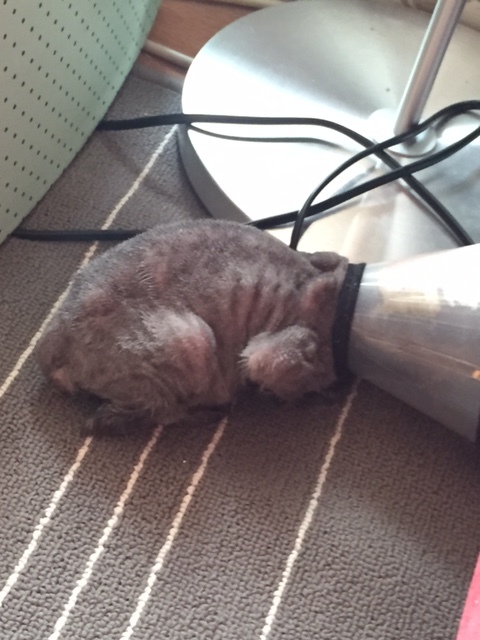 去猫舍买猫要多少钱,宠物市场买的蓝猫两个月能活吗