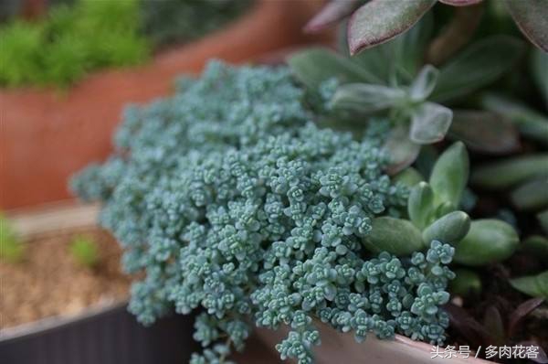 姬星美人用浅盆还是深盆,多肉植物旋叶姬星美人怎么养护