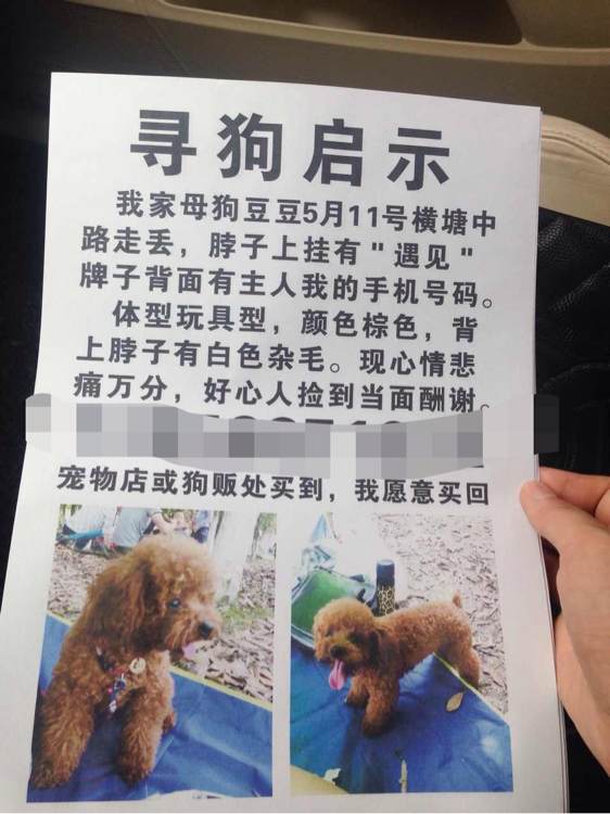 泰迪狗丢了找回来,泰迪狗丢了怎么找回来