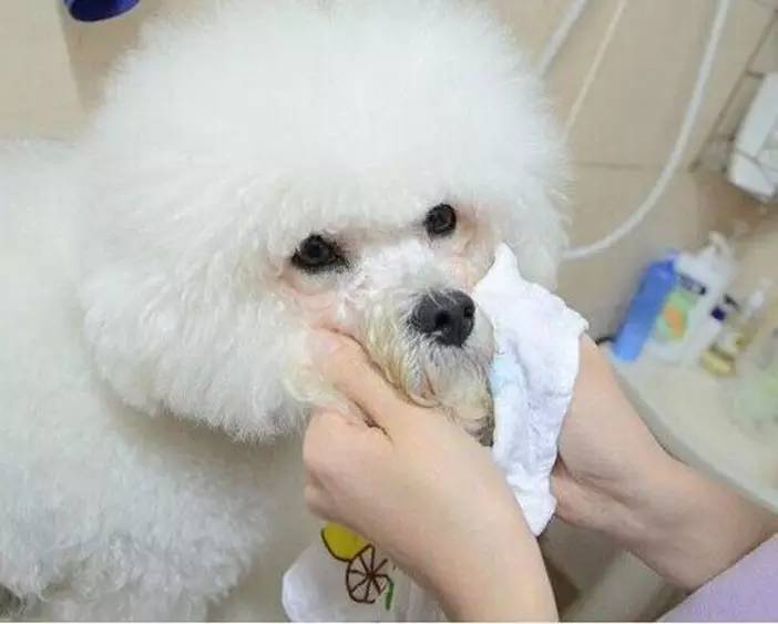 狗狗有泪痕很麻烦，教你如何解决泪痕