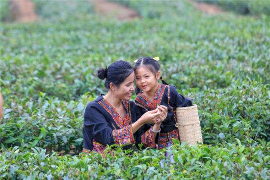 老班章古茶采摘,老班章茶后采茶仪式
