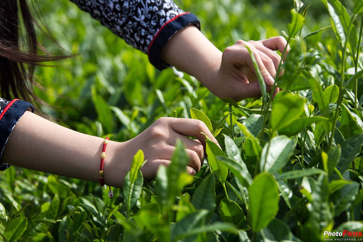 老班章古茶采摘,老班章茶后采茶仪式
