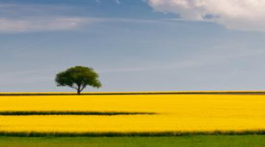 强迫症如何自我疗愈,强迫症的自我治疗方法