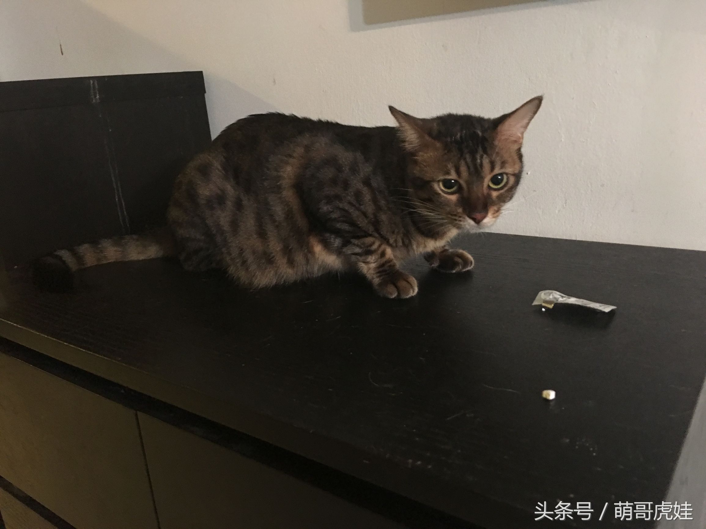 家里小馋猫,家里的小馋猫