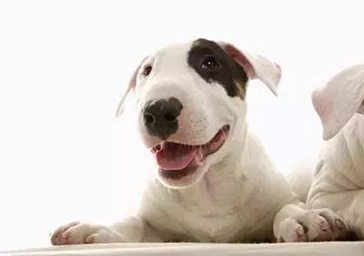 一梦谈狗：出生带了一张纸的狗狗就贵？这张纸是什么？