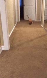 猫咪被割了蛋需要怎么护理,猫咪割了蛋还会打架吗