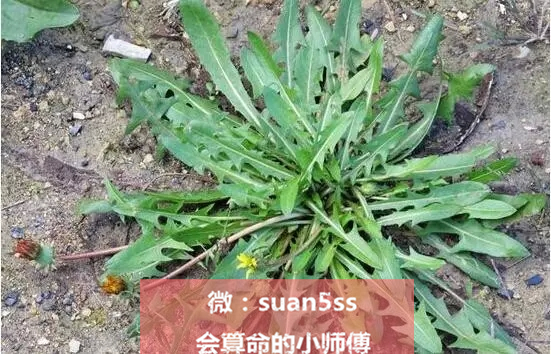 春天正是吃野菜的好时令,云南墨江时令野菜上市尝鲜正当时