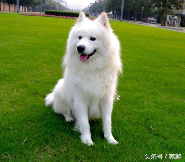 纯不纯萨摩怎么鉴定,男子买萨摩耶犬怀疑是假