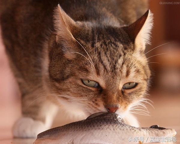 为什么喜欢吃鲱鱼,爱吃鲱鱼