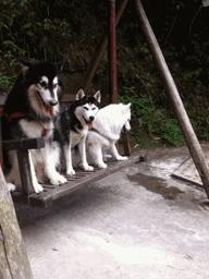 纯不纯萨摩怎么鉴定,男子买萨摩耶犬怀疑是假