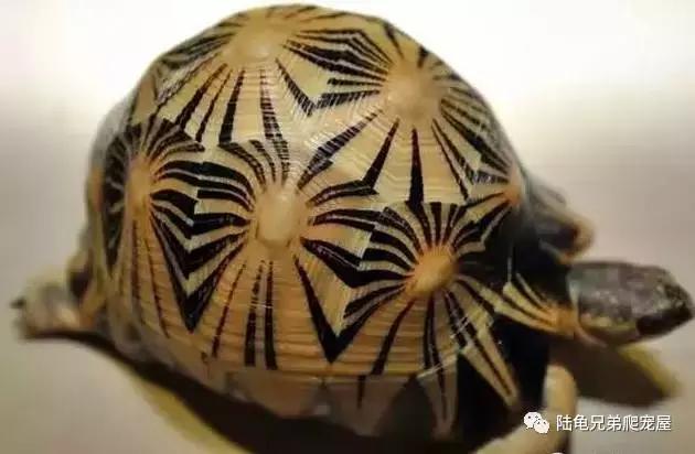 十年磨一剑光启技术深度分析,如何挑选辐射陆龟