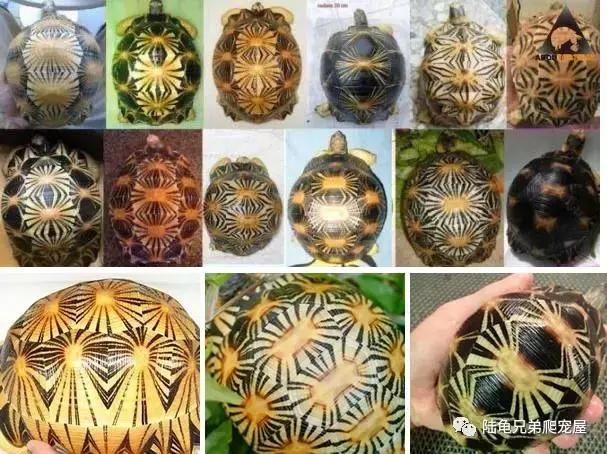 十年磨一剑光启技术深度分析,如何挑选辐射陆龟