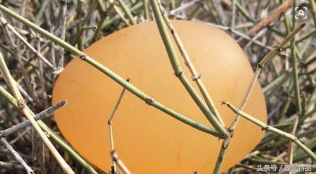 新疆戈壁海蓝宝石一克拉多少钱,新疆阿勒泰戈壁海蓝宝石原石