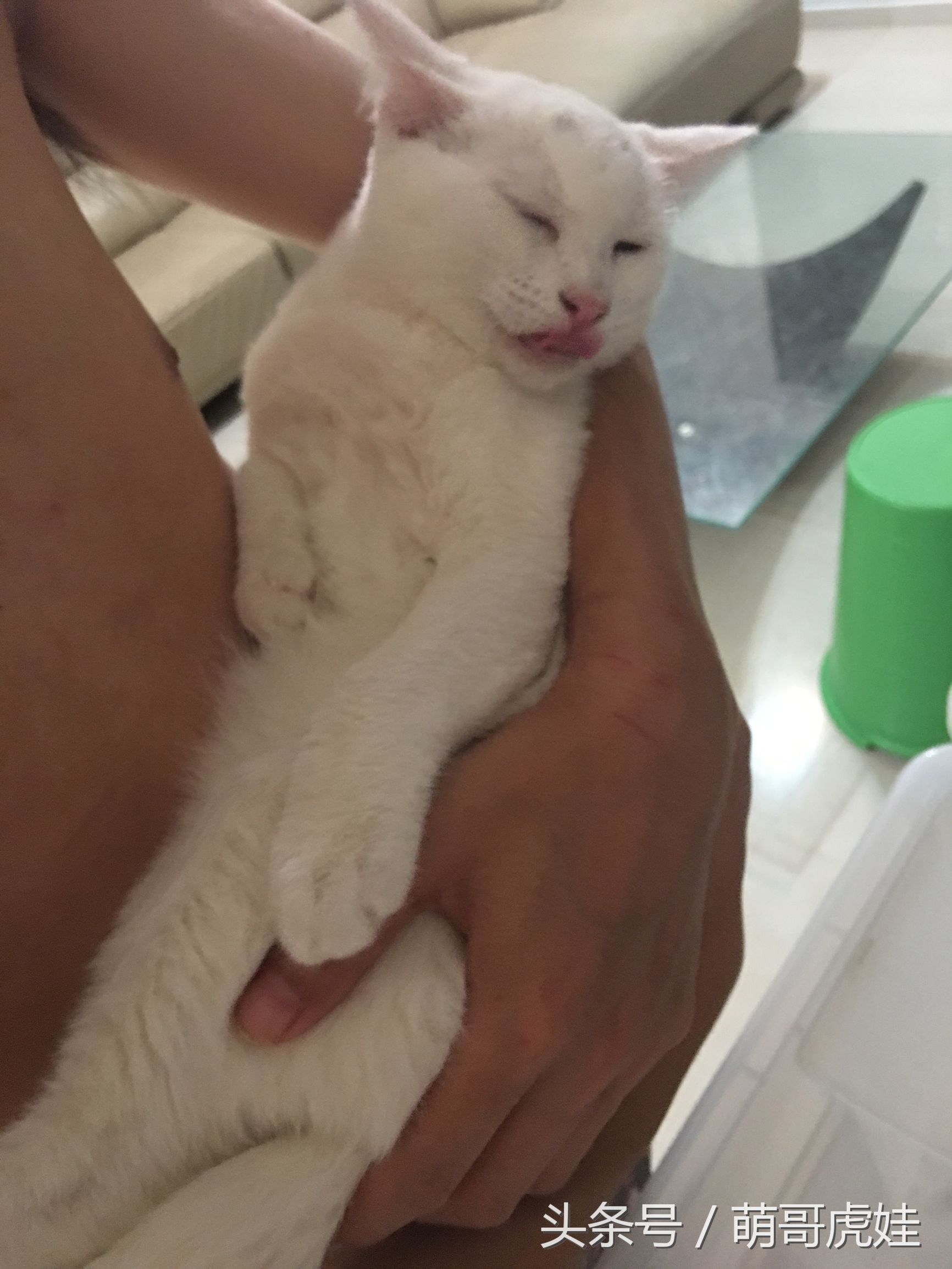 家里小馋猫,家里的小馋猫