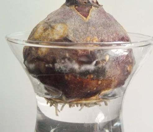 风信子夹箭是因为冷处理时间短吗,风信子败花以后怎么处理