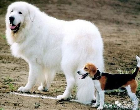 大白熊幼犬怎么养,怎么辨别大白熊幼犬