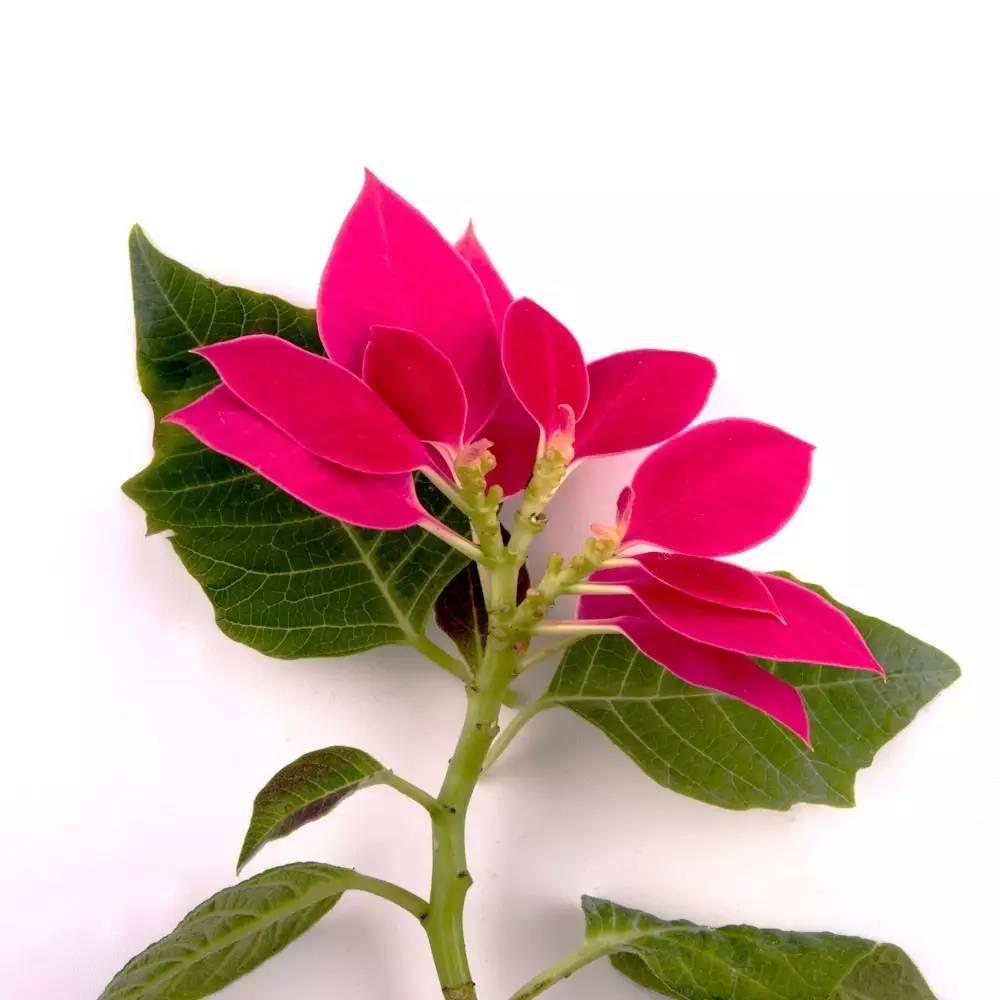 花苞突然变黑掉了什么原因,种花叶子黄了用什么办法让它变绿