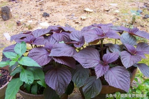 人参鹿茸虫草茶,虫草鹿茸枸杞泡茶