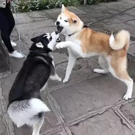 哈士奇vs秋田犬,哈士奇对战博美