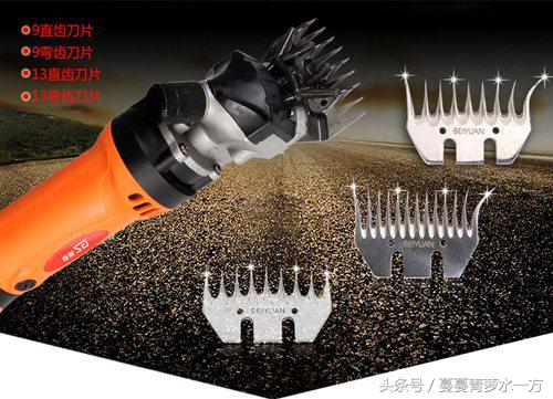 剪羊毛的图片图文,最火剪羊毛视频