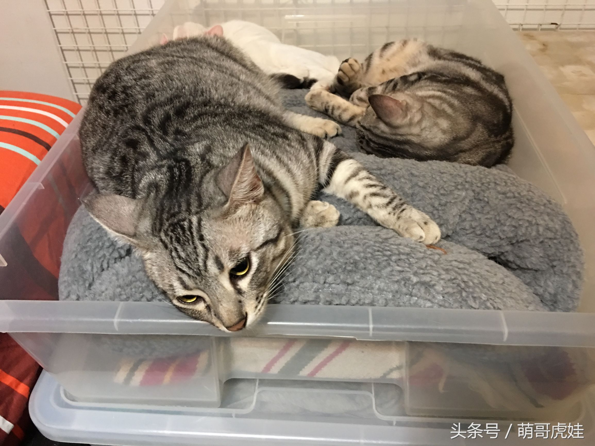 盘点喵星人睡觉被吓一跳的反应,喵星人和铲屎官的日常