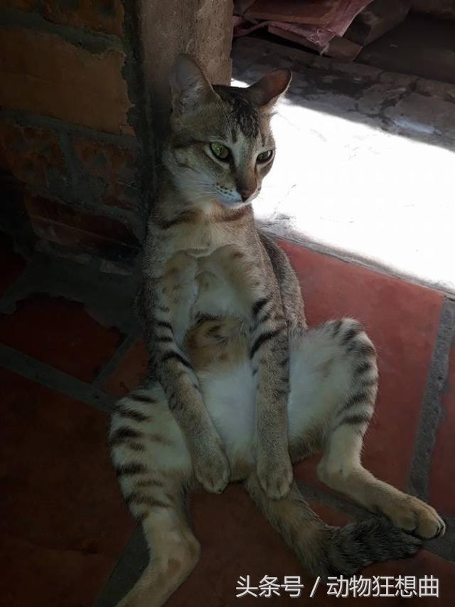 猫咪被割了蛋需要怎么护理,猫咪割了蛋还会打架吗