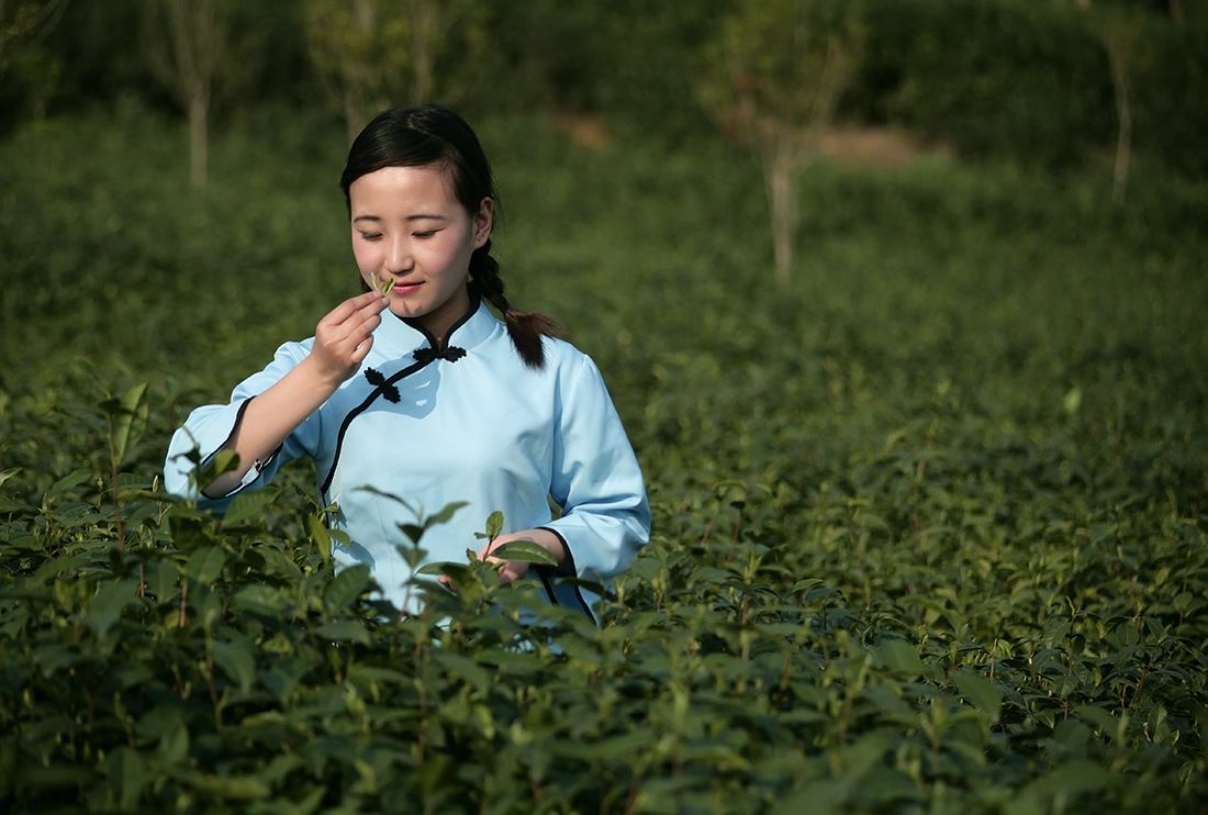 老班章古茶采摘,老班章茶后采茶仪式