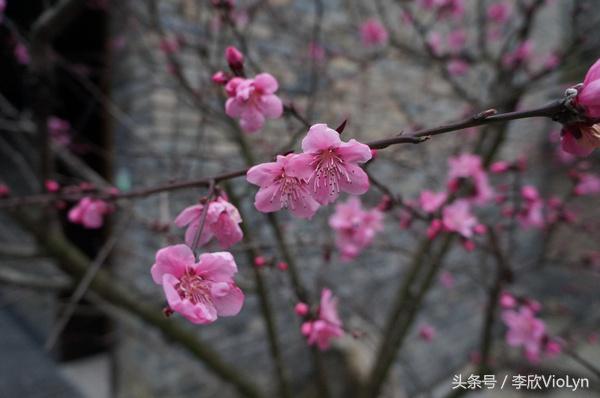 青岩｜一盏清茶一抹暗香，一段黔南往事