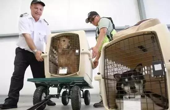 各航空宠物托运,航空托运宠物最新规定