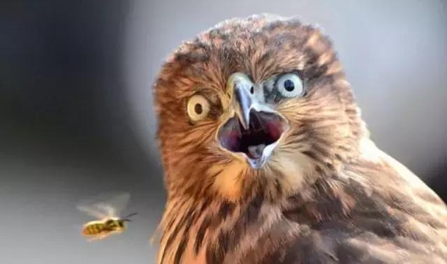 刘兴亮马斯克视频,刘兴亮区块链事件