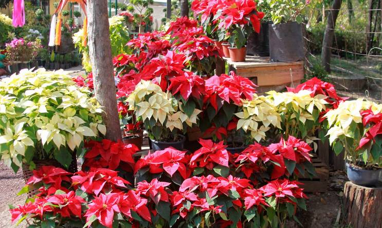 花苞突然变黑掉了什么原因,种花叶子黄了用什么办法让它变绿