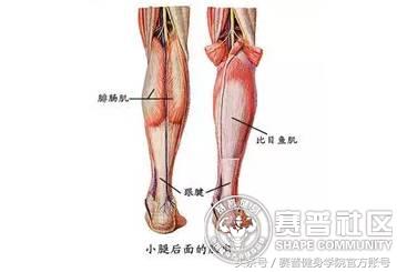 健身族如何预防膝关节疼痛,健身膝盖损伤怎么恢复