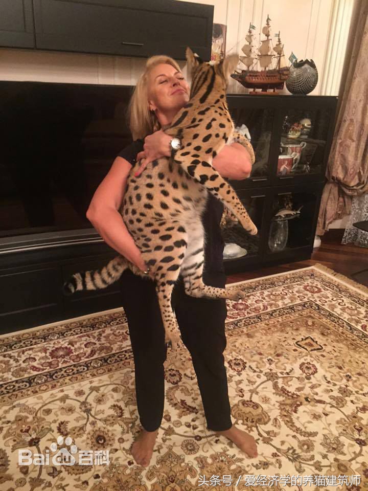 家猫和农村猫的区别,中华田园猫和外国猫会杂交吗