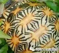 十年磨一剑光启技术深度分析,如何挑选辐射陆龟