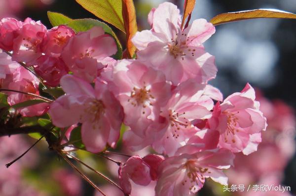 青岩｜一盏清茶一抹暗香，一段黔南往事