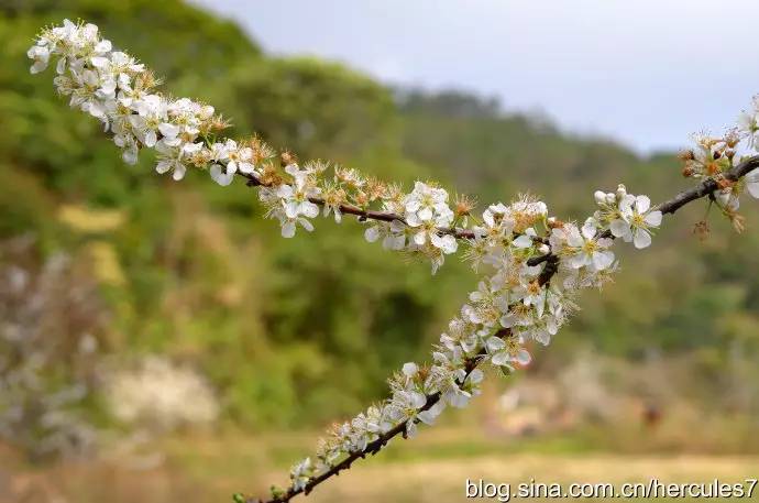 清明深圳周边一日游好去处,深圳仙湖植物园清明踏青赏花
