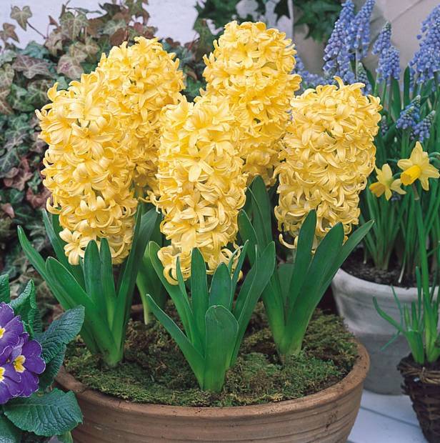 风信子夹箭是因为冷处理时间短吗,风信子败花以后怎么处理