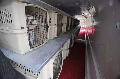 各航空宠物托运,航空托运宠物最新规定
