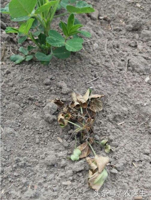 葡萄灰霉病和穗轴褐枯病防治,甜瓜枯萎病根腐病