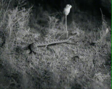 一根香蕉开啤酒瓶，你也可以