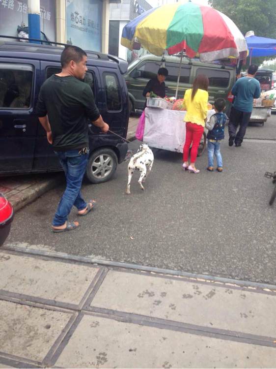 泰迪狗丢了找回来,泰迪狗丢了怎么找回来