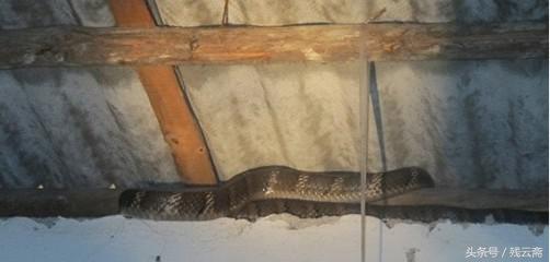 老宅摇摇欲坠，家蛇盘梁报恩，孽子活取蛇胆，遭报应终被屋梁压死