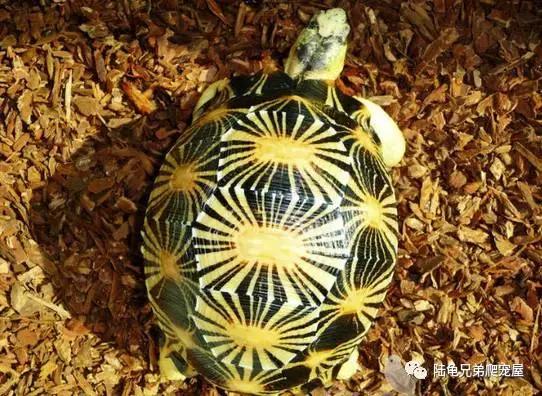 十年磨一剑光启技术深度分析,如何挑选辐射陆龟